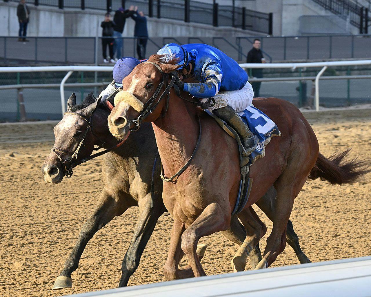 Poster winning the Remsen (G2) at Aqueduct (Photo by Coglianese Photos/Joe Labozzetta)