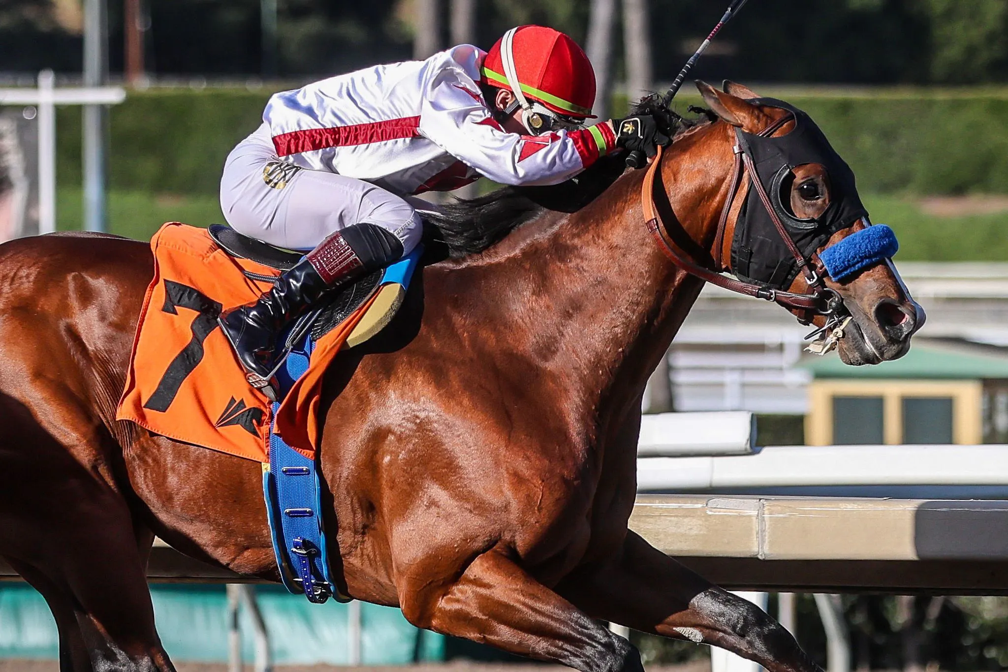 Potente winning his debut at Santa Anita