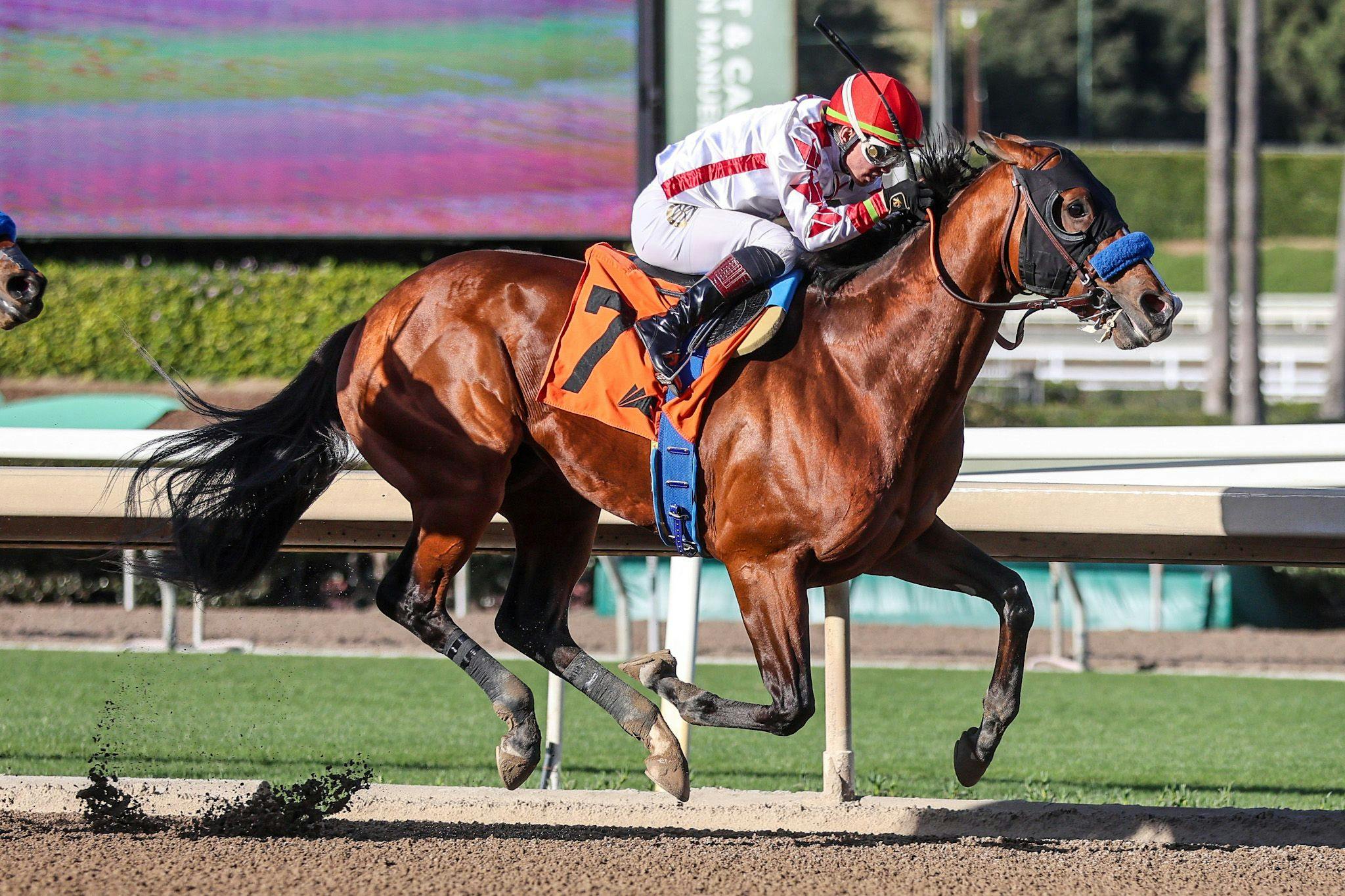 Potente winning his debut at Santa Anita