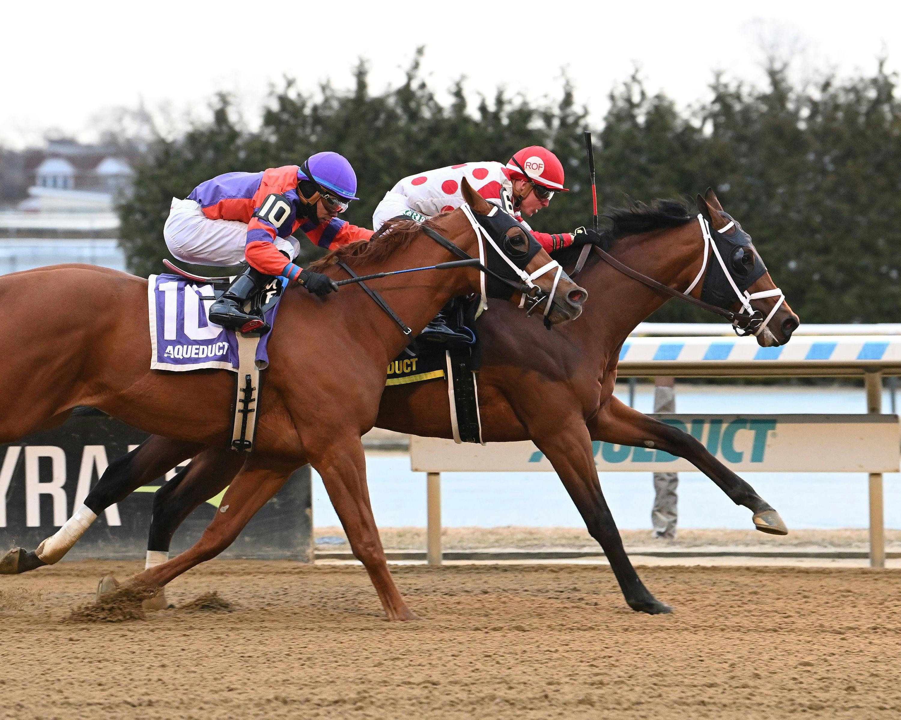 Prince Valiant breaking his maiden at Aqueduct (Photo by Coglianese Photos)