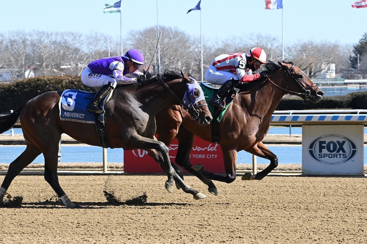 Reasoned Analysis breaking his maiden at Aqueduct (Photo by Coglianese Photos)