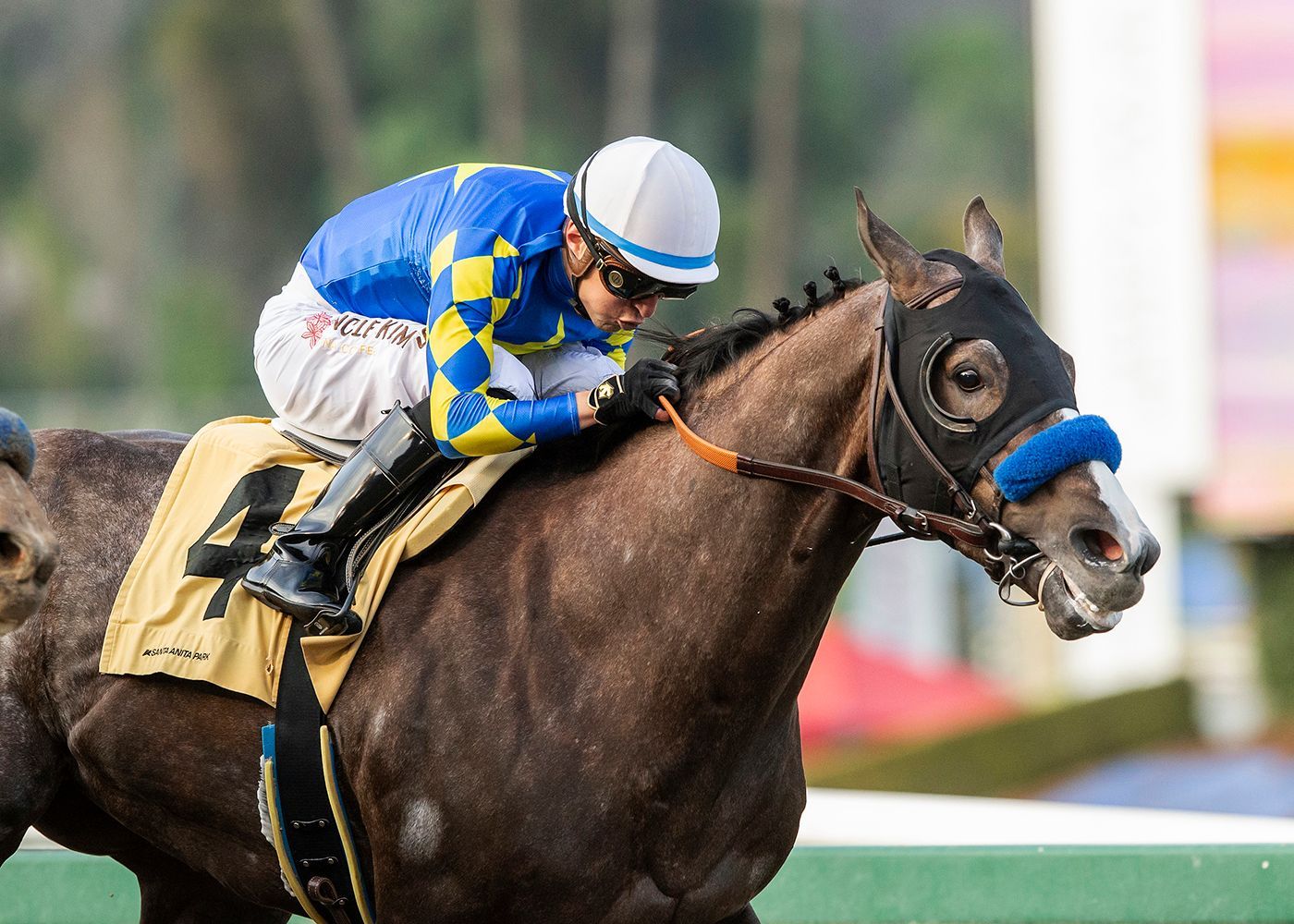 Kentucky Derby Pedigree Profile: Reincarnate | TwinSpires