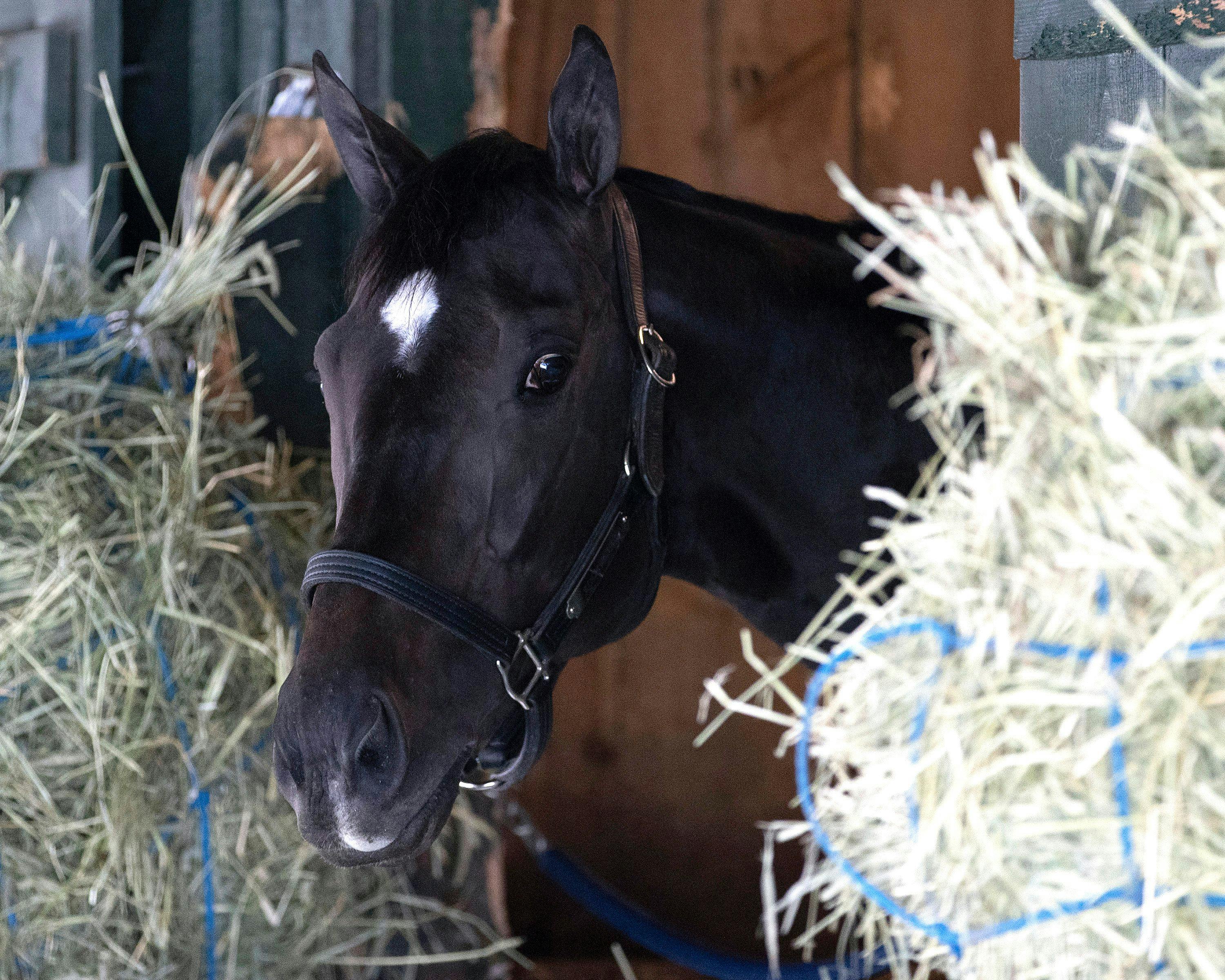 Ridriguez in his stall at Saratoga for the 2025 Belmont Stakes (Photo by Cogliaense Photos)