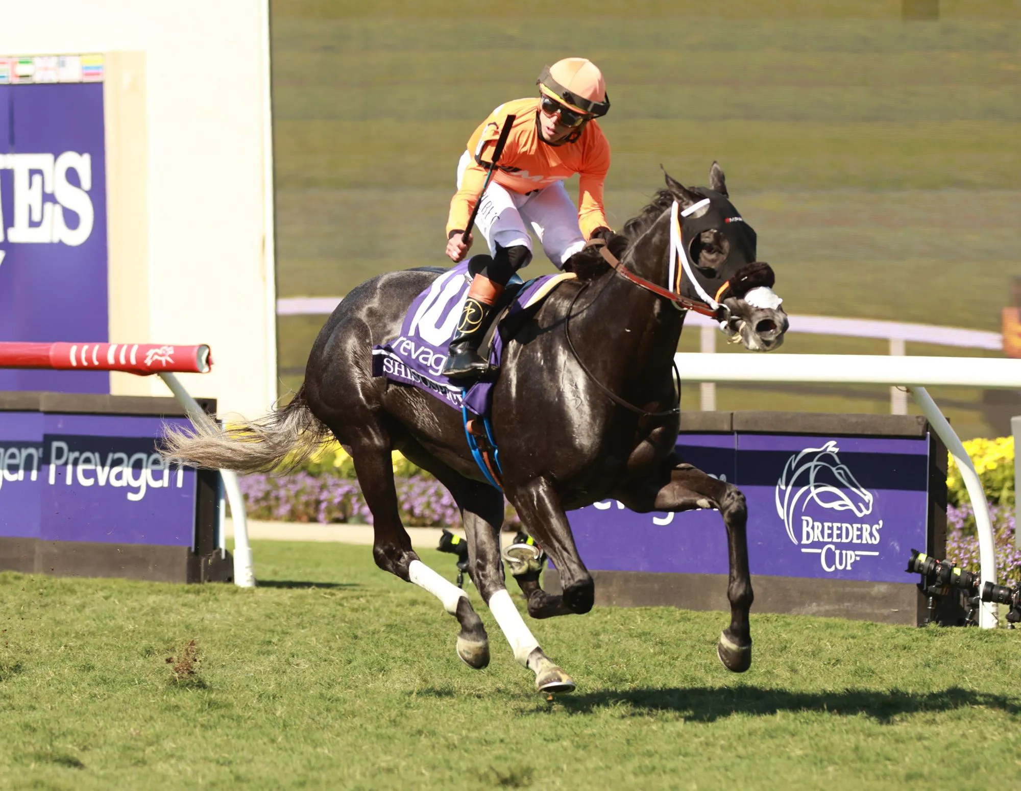 Shisospicy winning the Breeders' Cup Turf Sprint (G1) at Del Mar
