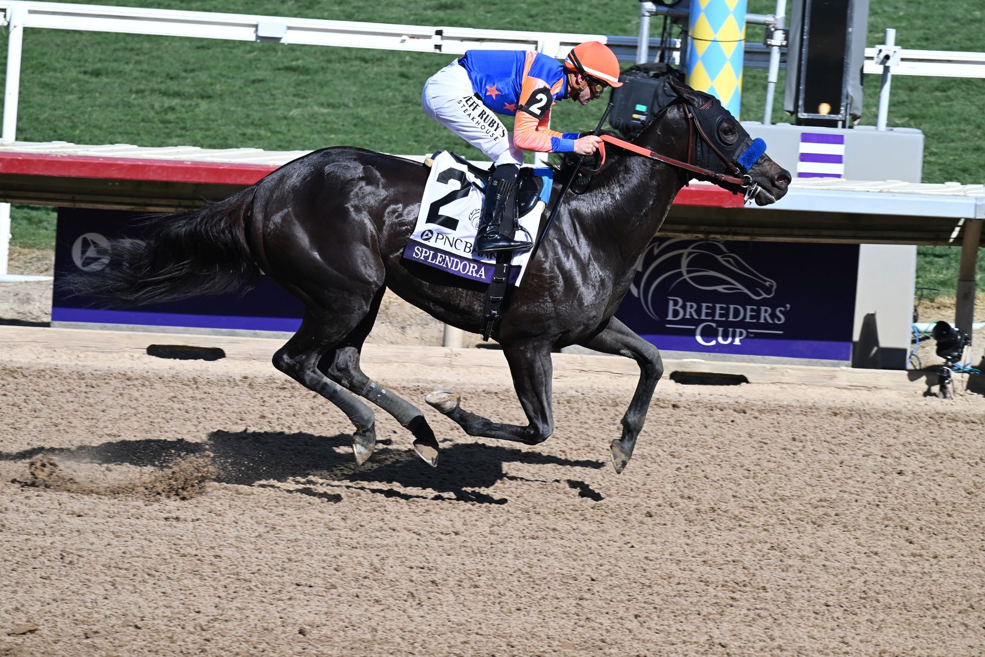 Splendora winning the Breeders' Cup Filly & Mare Sprint (G1) at Del Mar