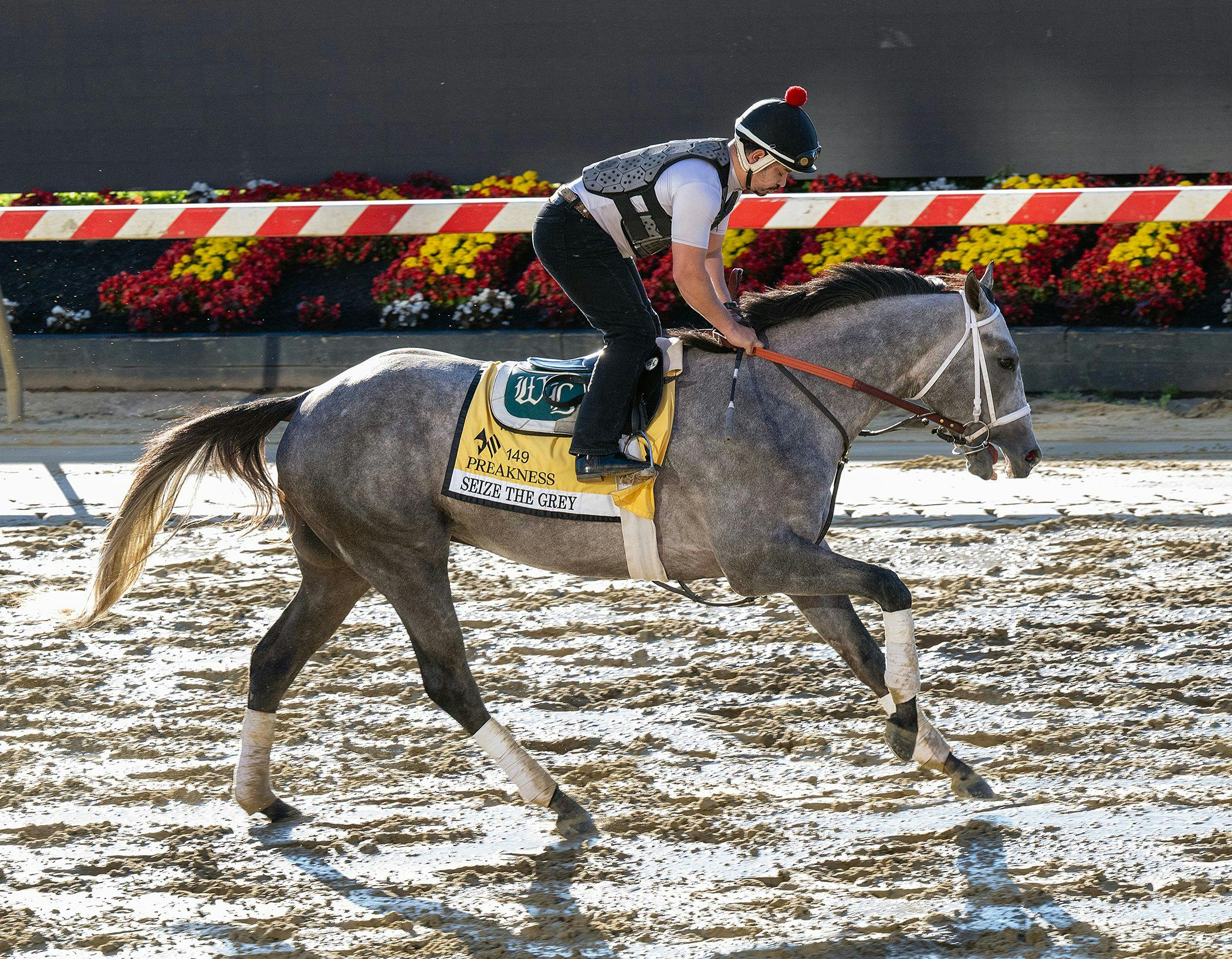 Seize the Grey trains for the Preakness S. (Photo by Jim McCue/Maryland Jockey Club)