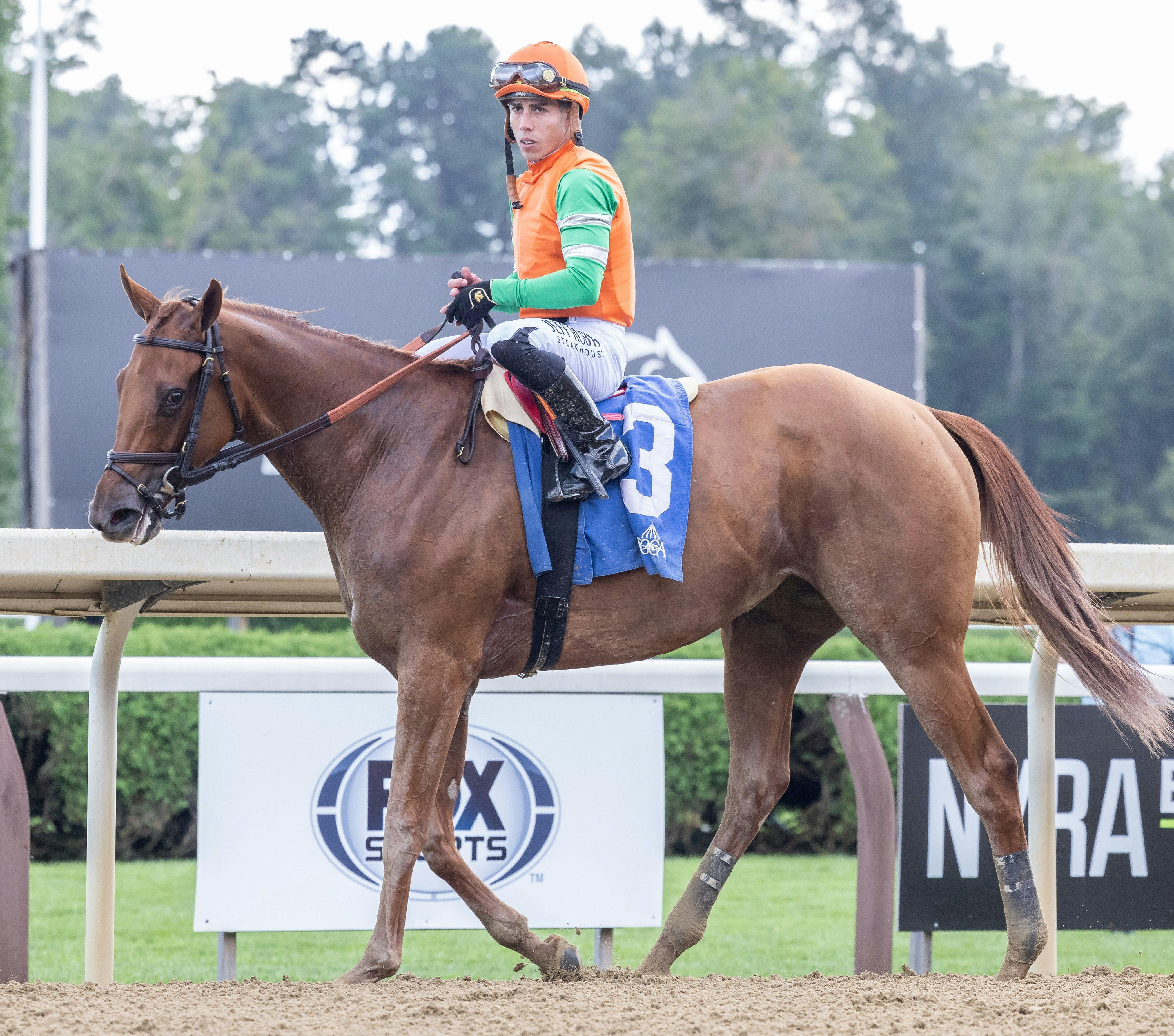 Conformation shot of Senza Parole at Saratoga