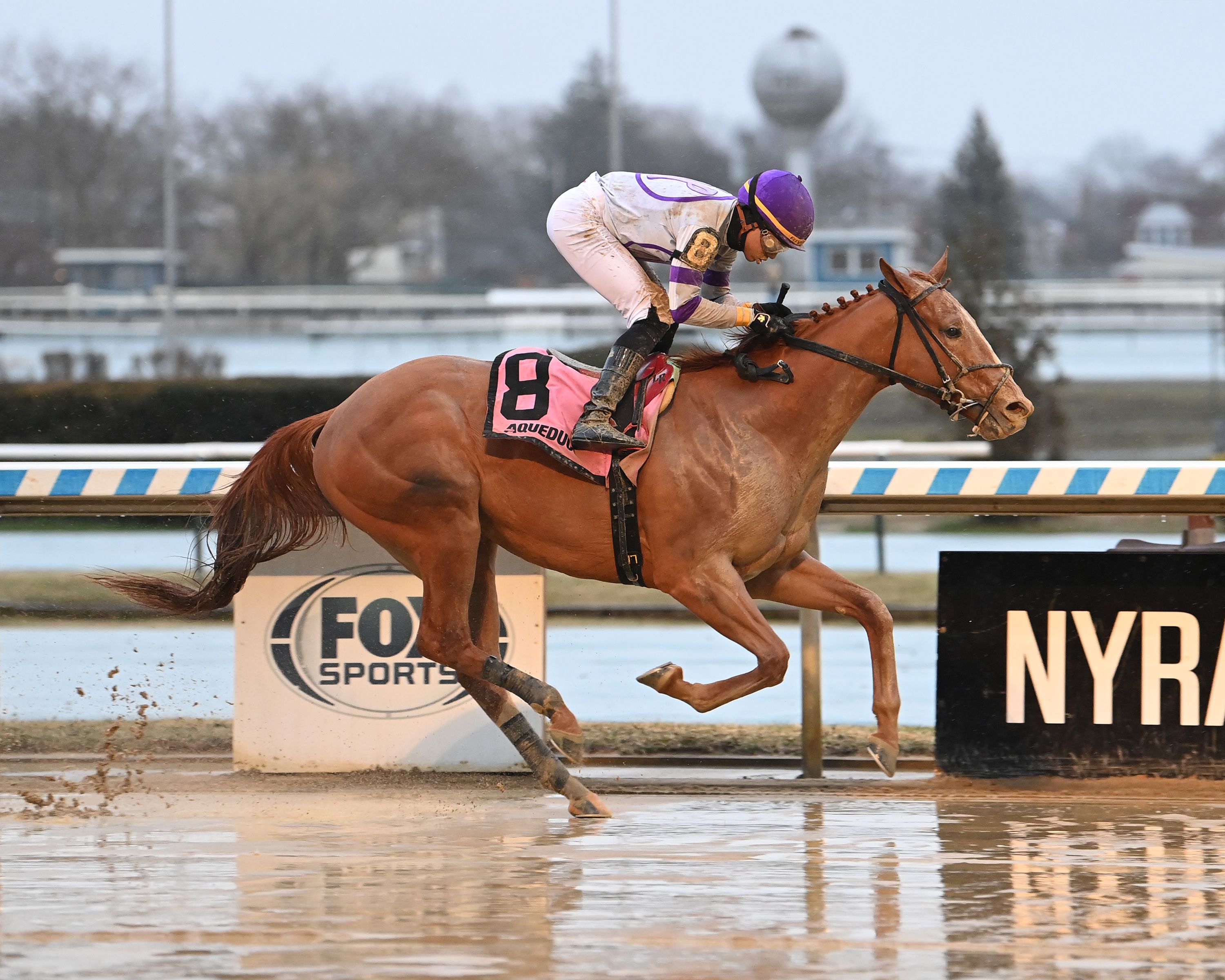 Kentucky Derby Pedigree Profile: Society Man | TwinSpires