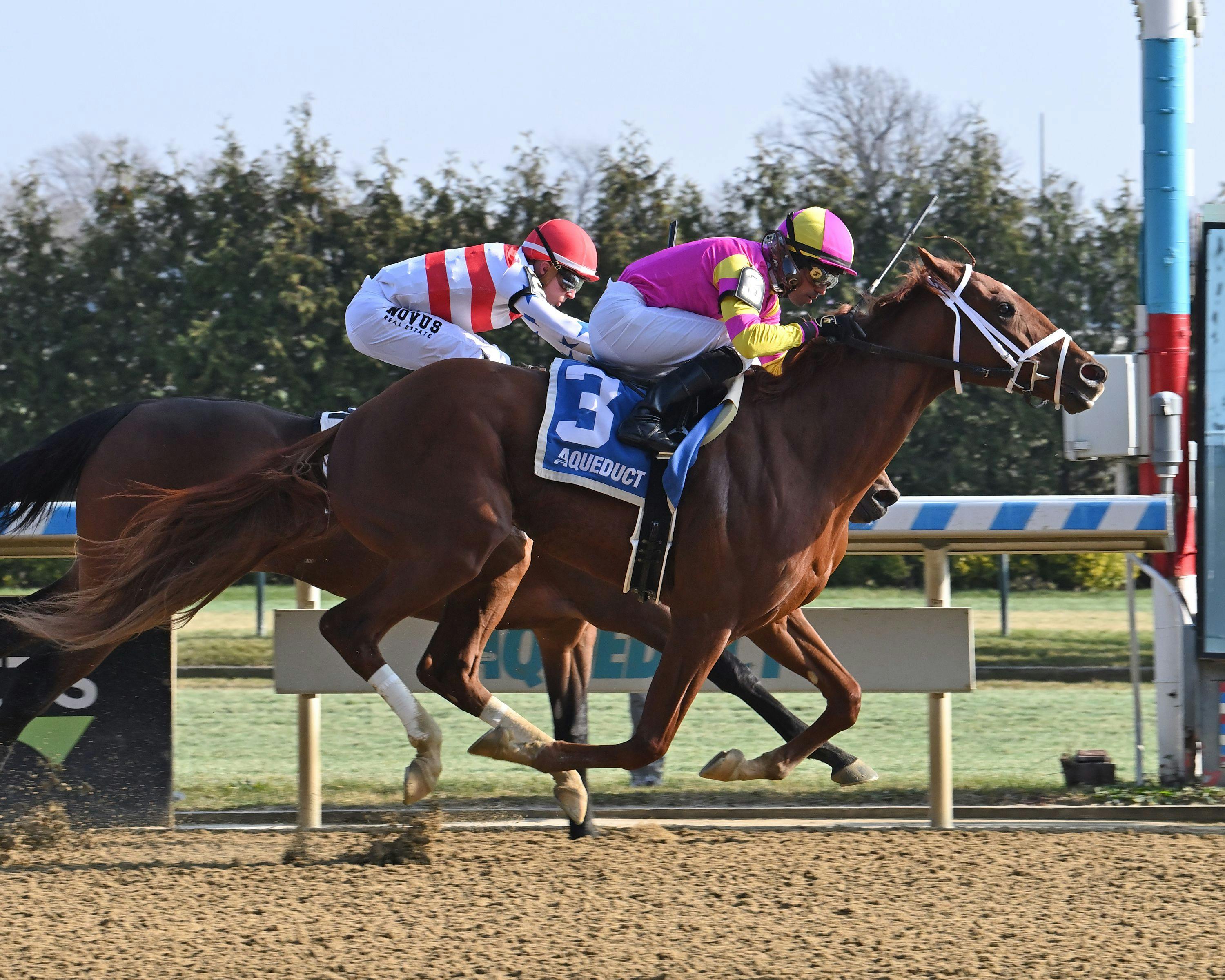 Speed Runner breaking his maiden at Aqueduct (Photo by Coglianese Photos)