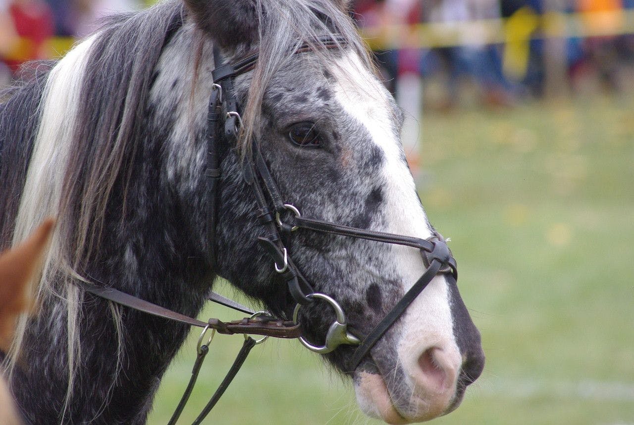 A horse wearing a ring bit