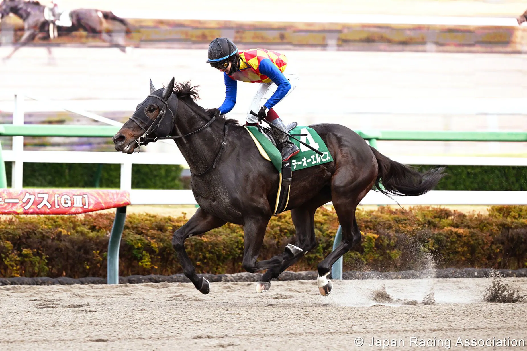 T O Elvis romped in the Capella (G3) at Nakayama