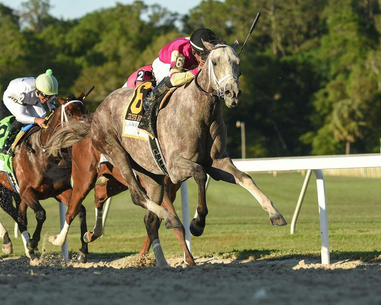 Kentucky Derby pedigree profile Tapit Trice TwinSpires