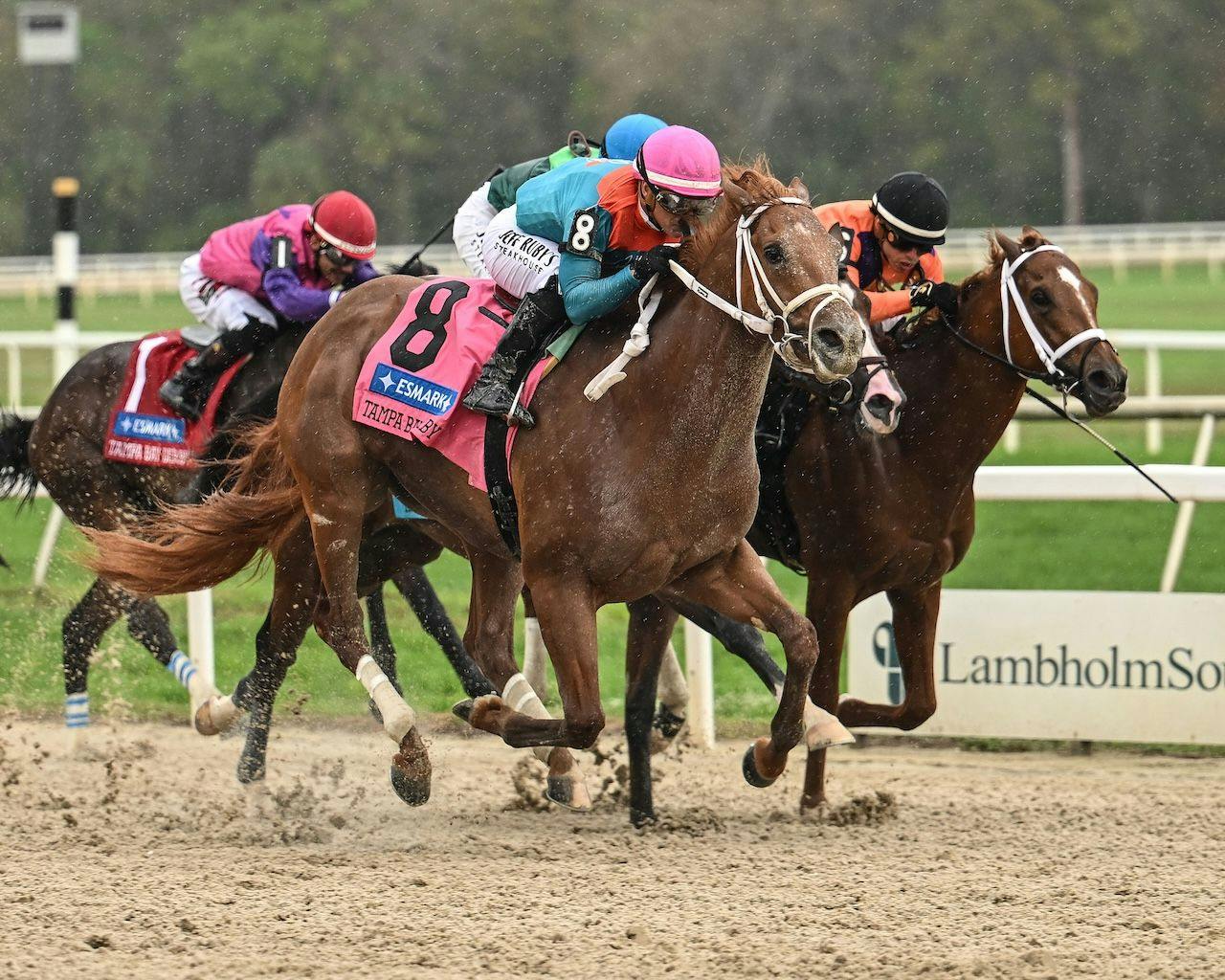 The Puma wins the Tampa Bay Derby at Tampa Bay Downs. 