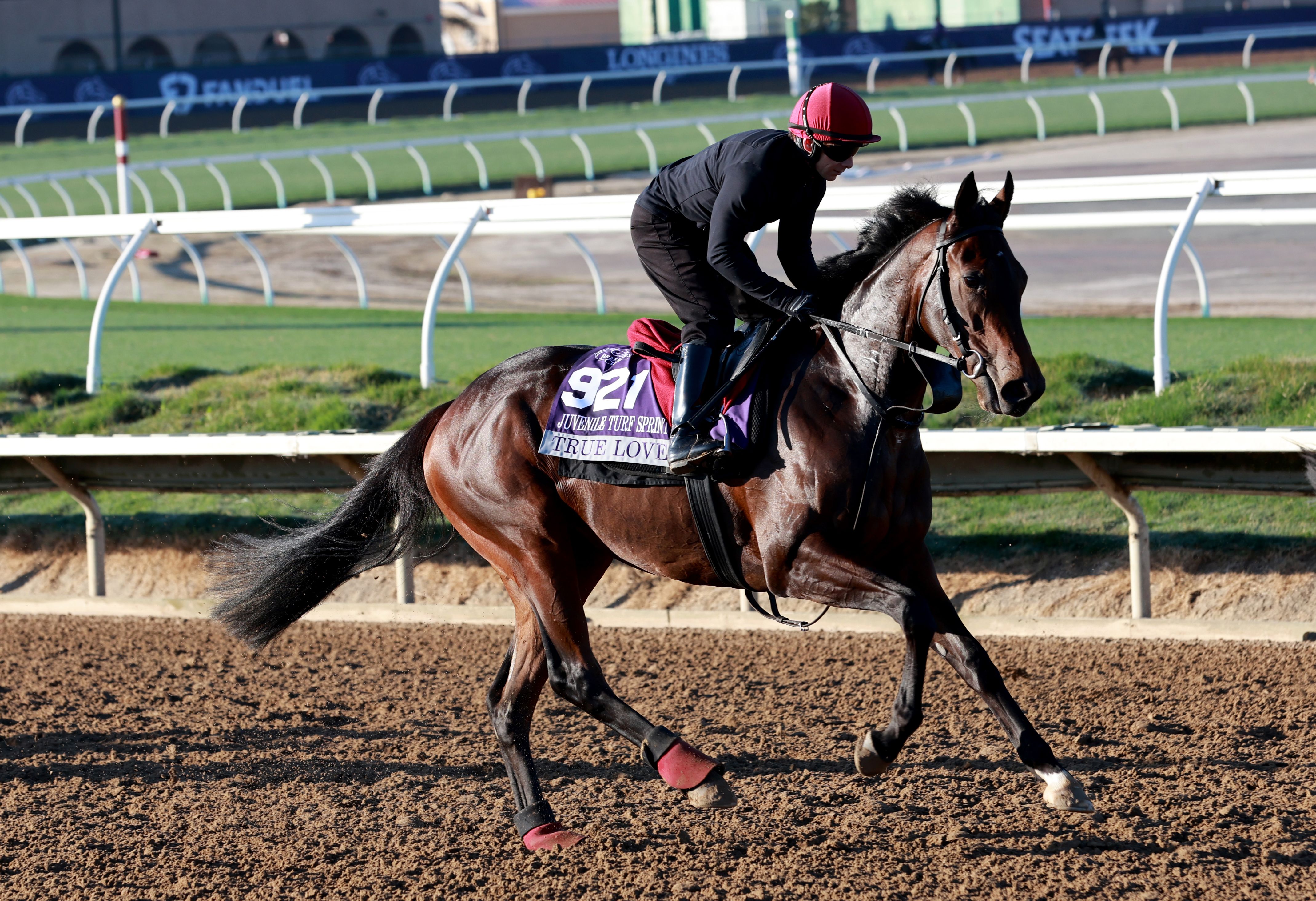 True Love trains for the 2025 Breeders' Cup at Del Mar (Photo by Horsephotos.com)