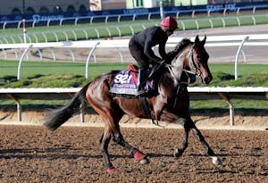 True Love trains for the 2025 Breeders' Cup at Del Mar (Photo by Horsephotos.com)