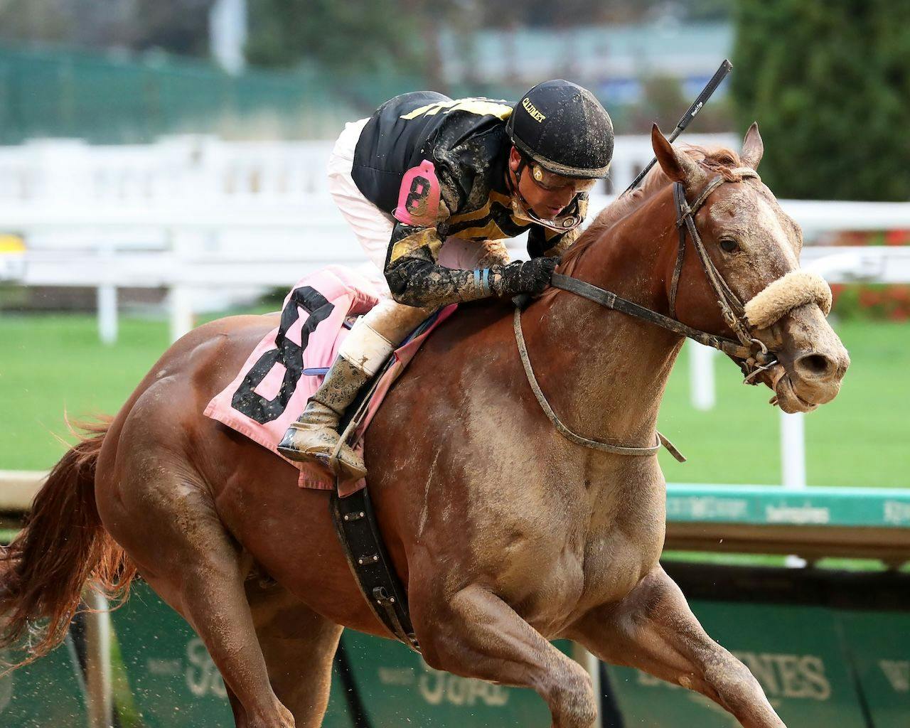 Very Bold wins at Churchill Downs. 