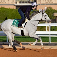 White Abarrio trains for the Saudi Cup