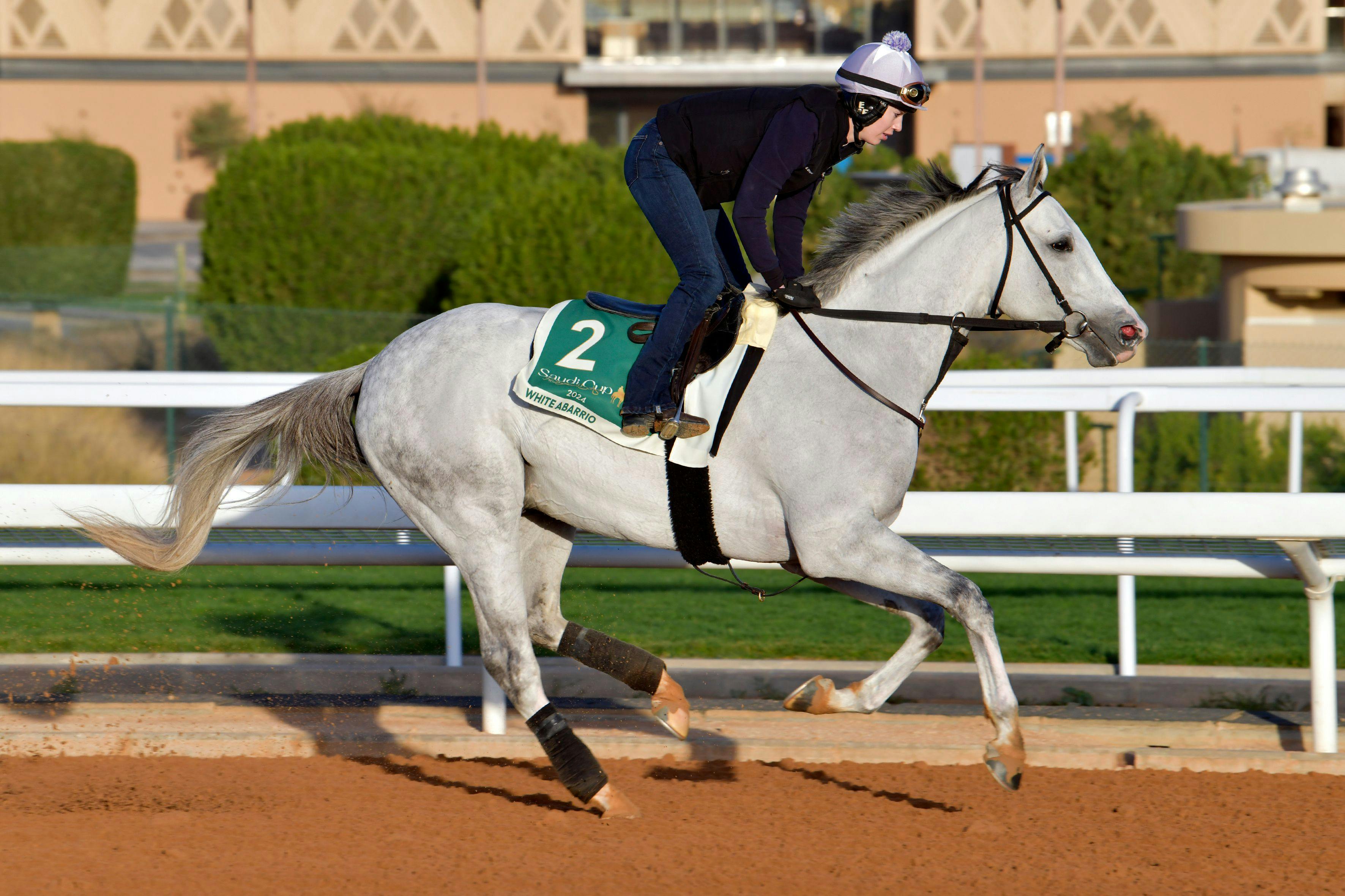 White Abarrio trains for the Saudi Cup