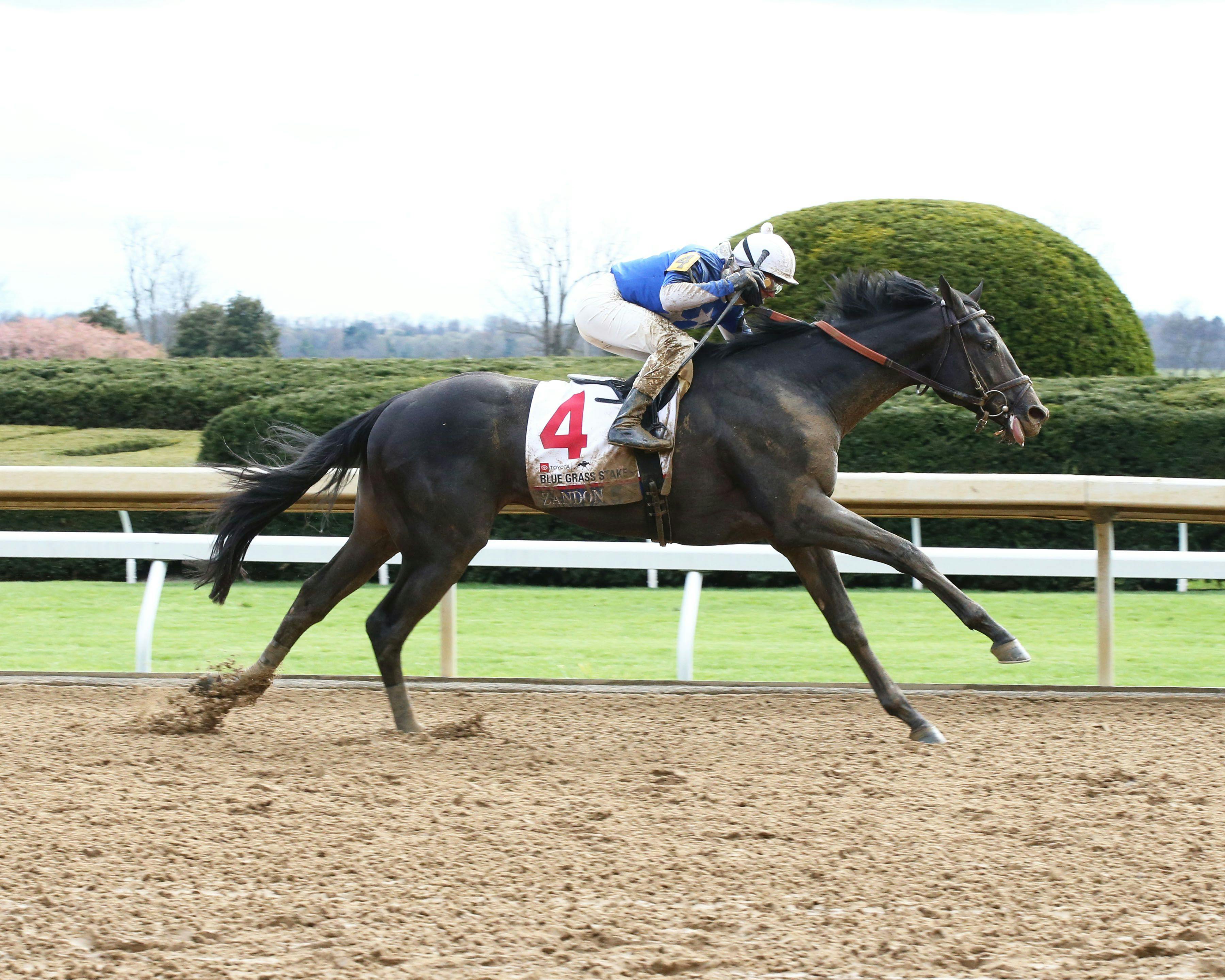 Kentucky Derby pedigree profile Zandon TwinSpires