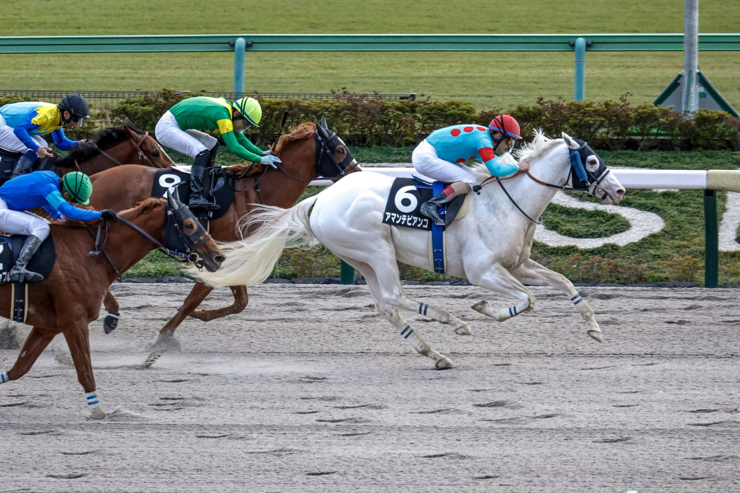 Amante Bianco winning the Cattleya S. at Tokyo Racecourse (Photo by Yuki Shimono)