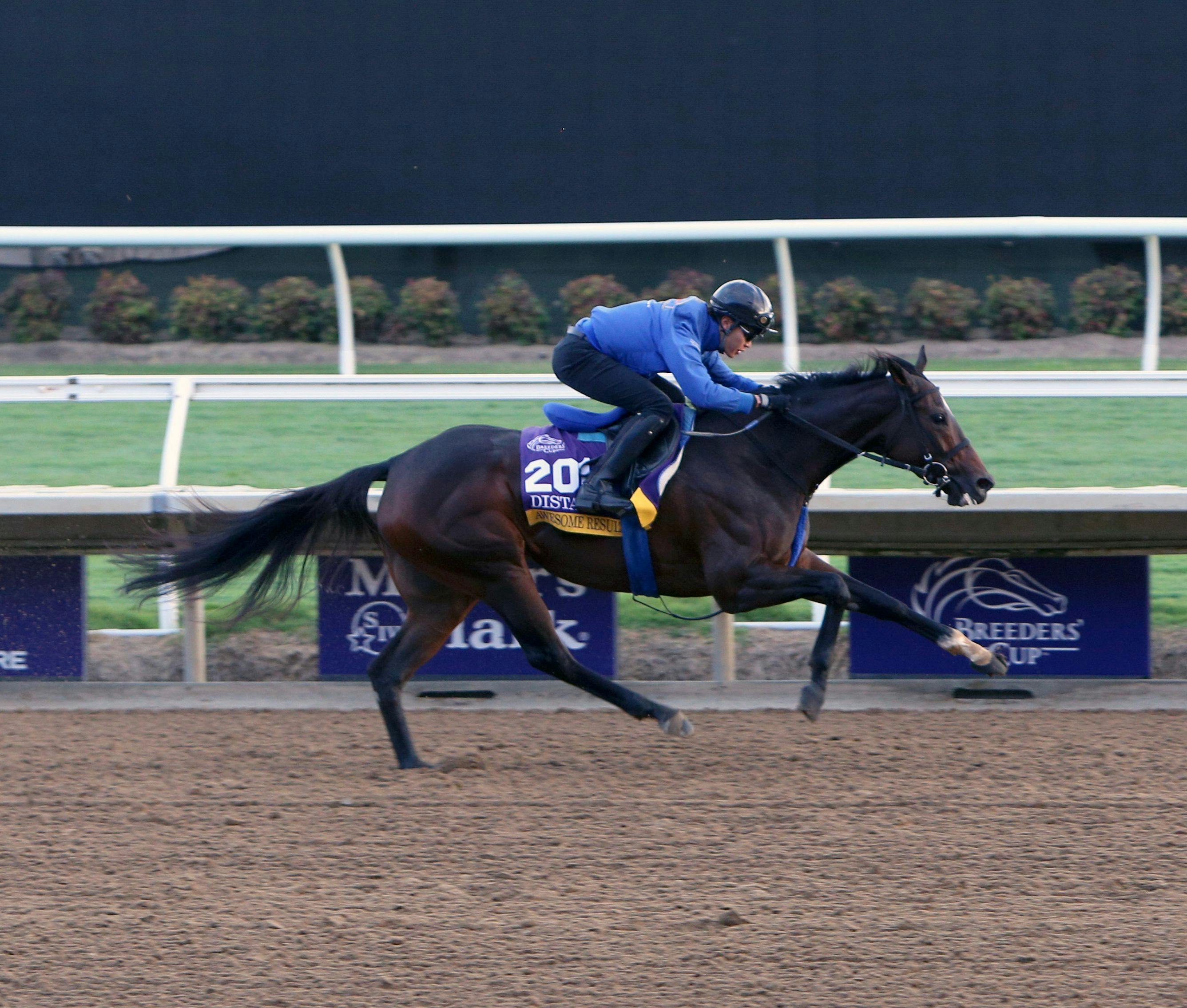 Awesome Results works out prior to the Breeders' Cup at Del Mar. 