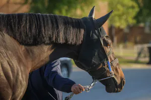 Danon Bourbon at Churchill Downs (Photo by Horsephotos.com/Rickelle Nelson)