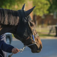 Danon Bourbon at Churchill Downs (Photo by Horsephotos.com/Rickelle Nelson)
