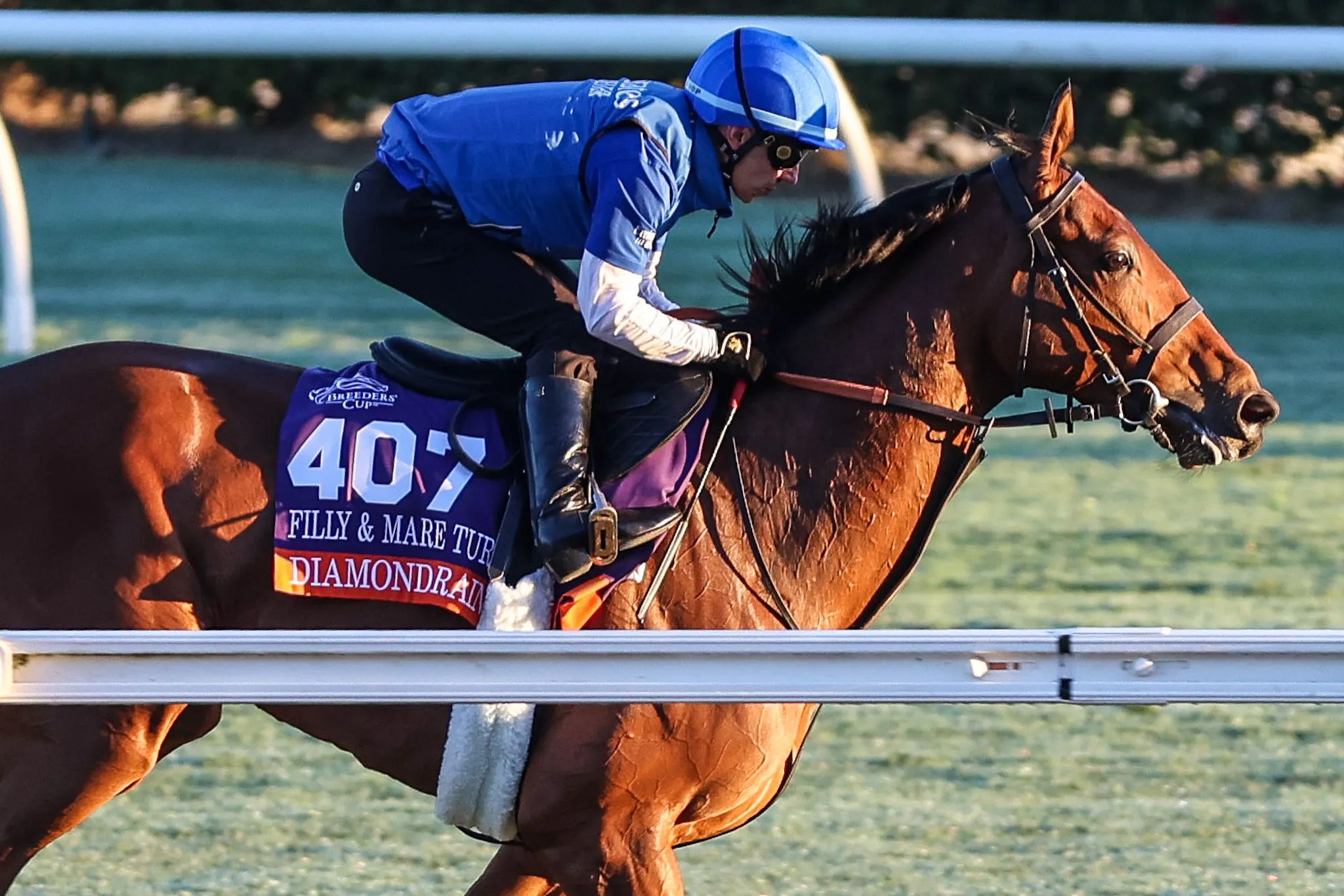 Diamond Rain training for the 2025 Breeders' Cup Filly & Mare Turf (G1)