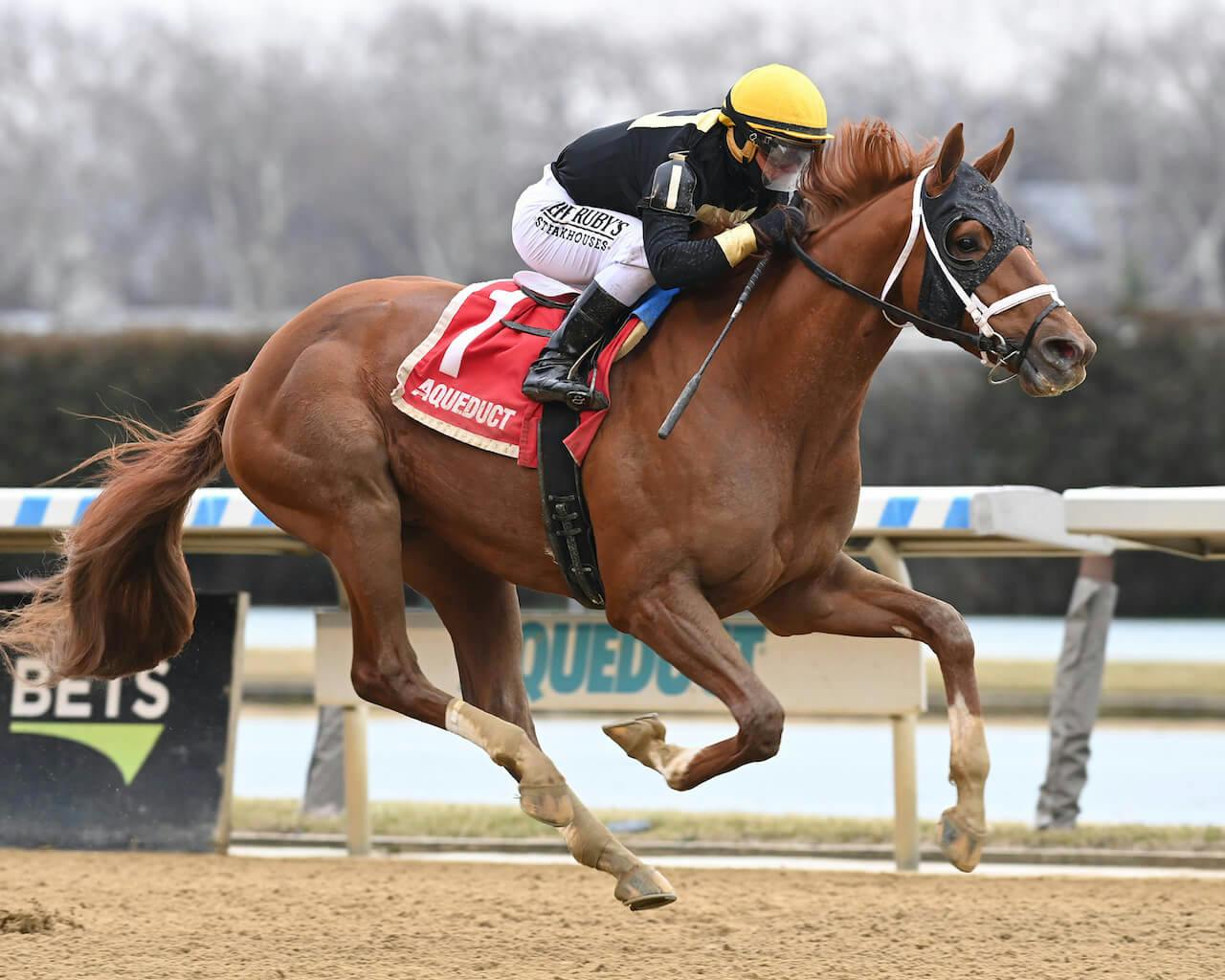 Drum Roll Please winning the Jerome S. at Aqueduct (Photo by Coglianese Photos)