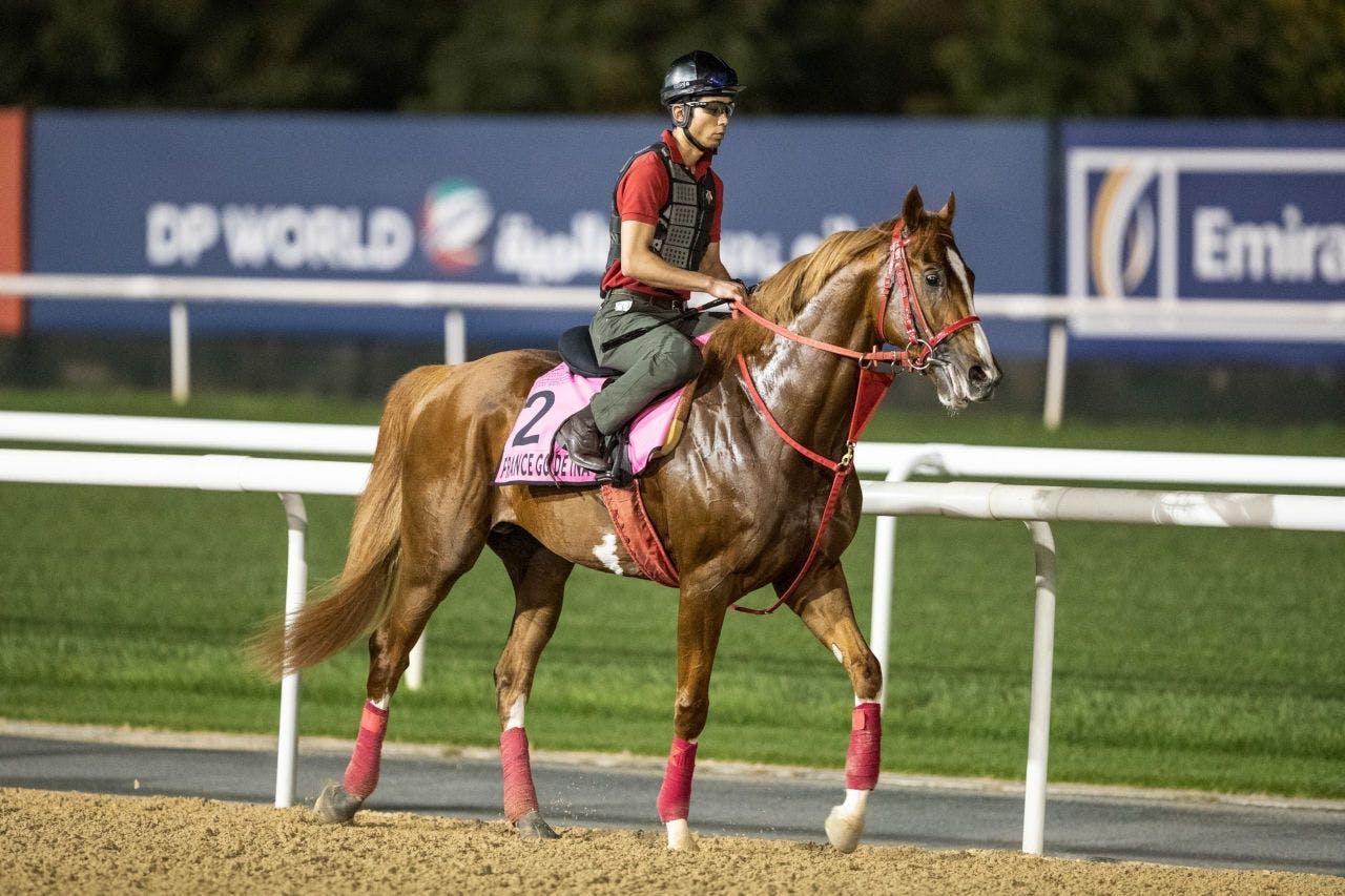 Belmont Stakes international scouting report: France Go de I | TwinSpires