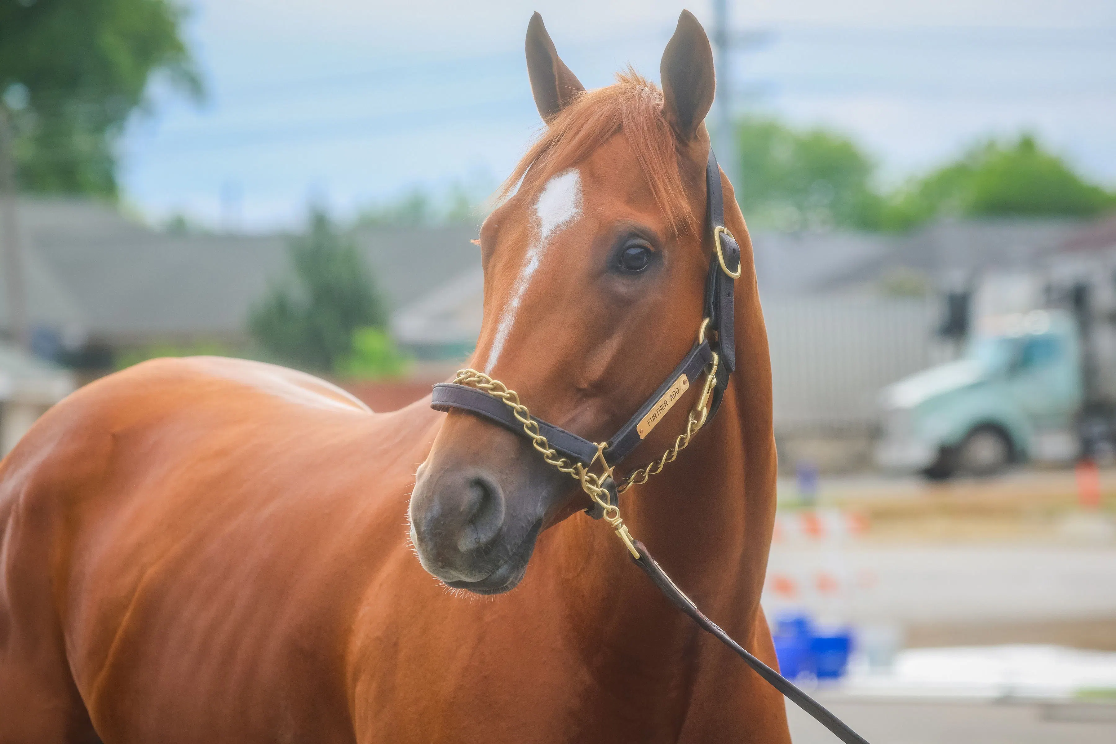Futher Ado at Churchill Downs for the Kentucky Derby (Photo by Horsephotos.com/Rickell Nelson)