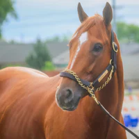 Futher Ado at Churchill Downs for the Kentucky Derby (Photo by Horsephotos.com/Rickell Nelson)