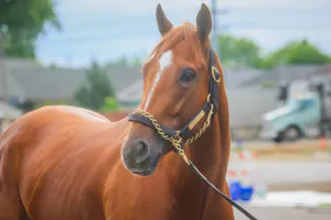 Further Ado (Photo by Horsephotos.com)