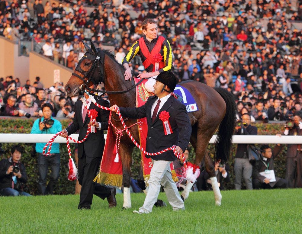 Gentildonna sports the winner's sash after her Japan Cup (G1) repeat