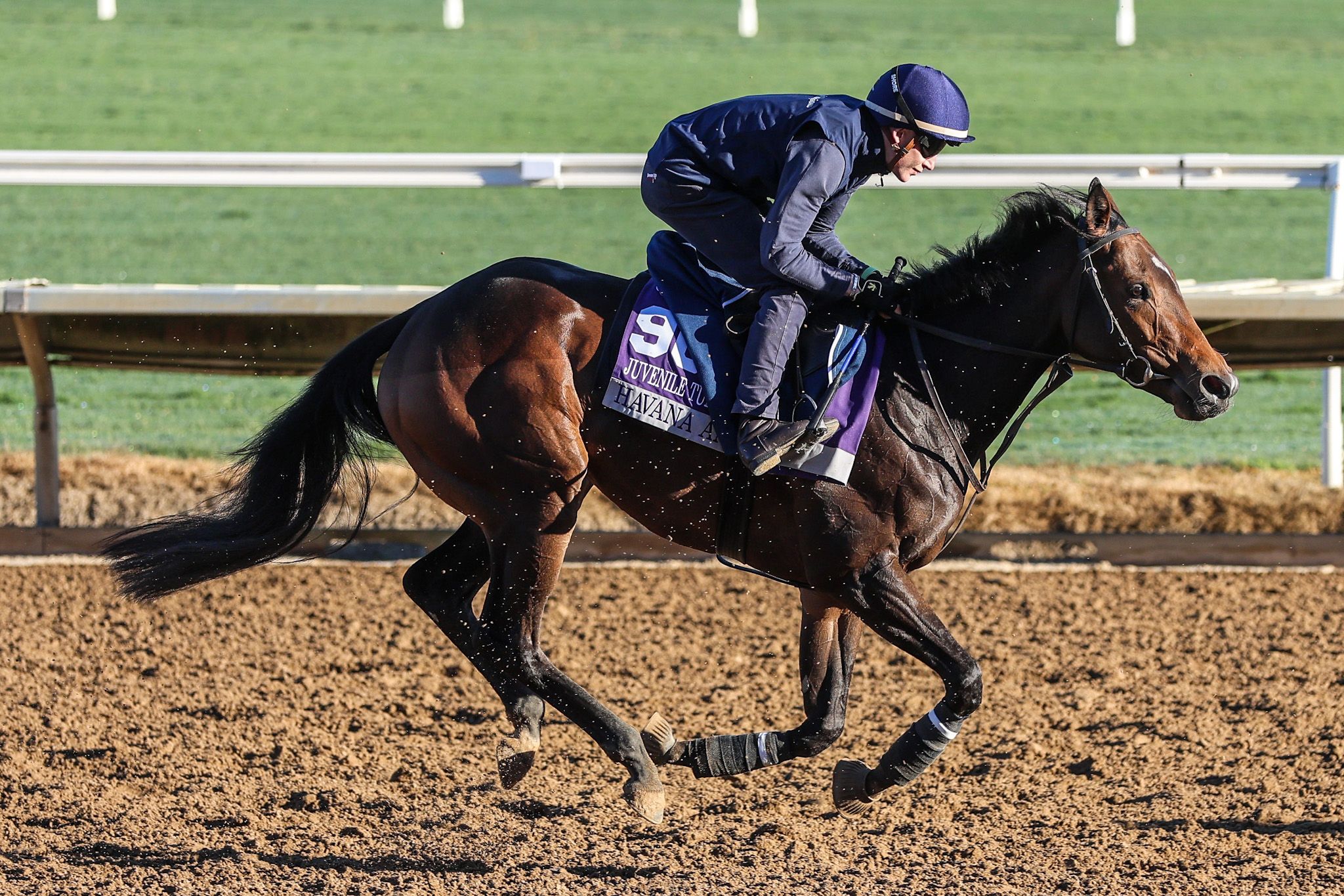 Havana Anna trains for the Breeders' Cup (Photo by Horsephotos.com)