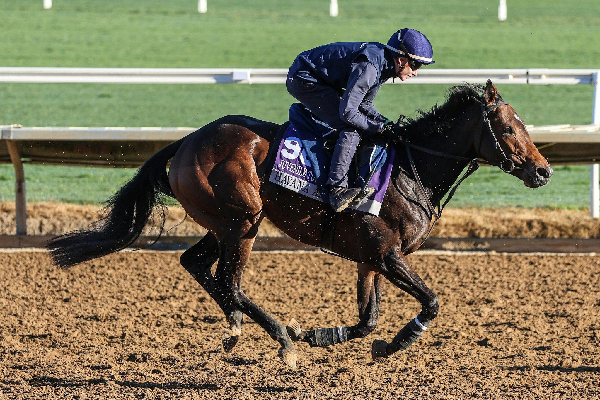 Havana Anna trains for the Breeders' Cup (Photo by Horsephotos.com)