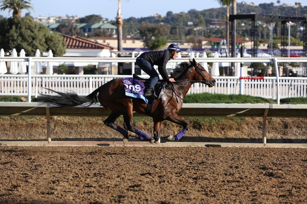 Hill Road training before the 2024 Breeders' Cup. 