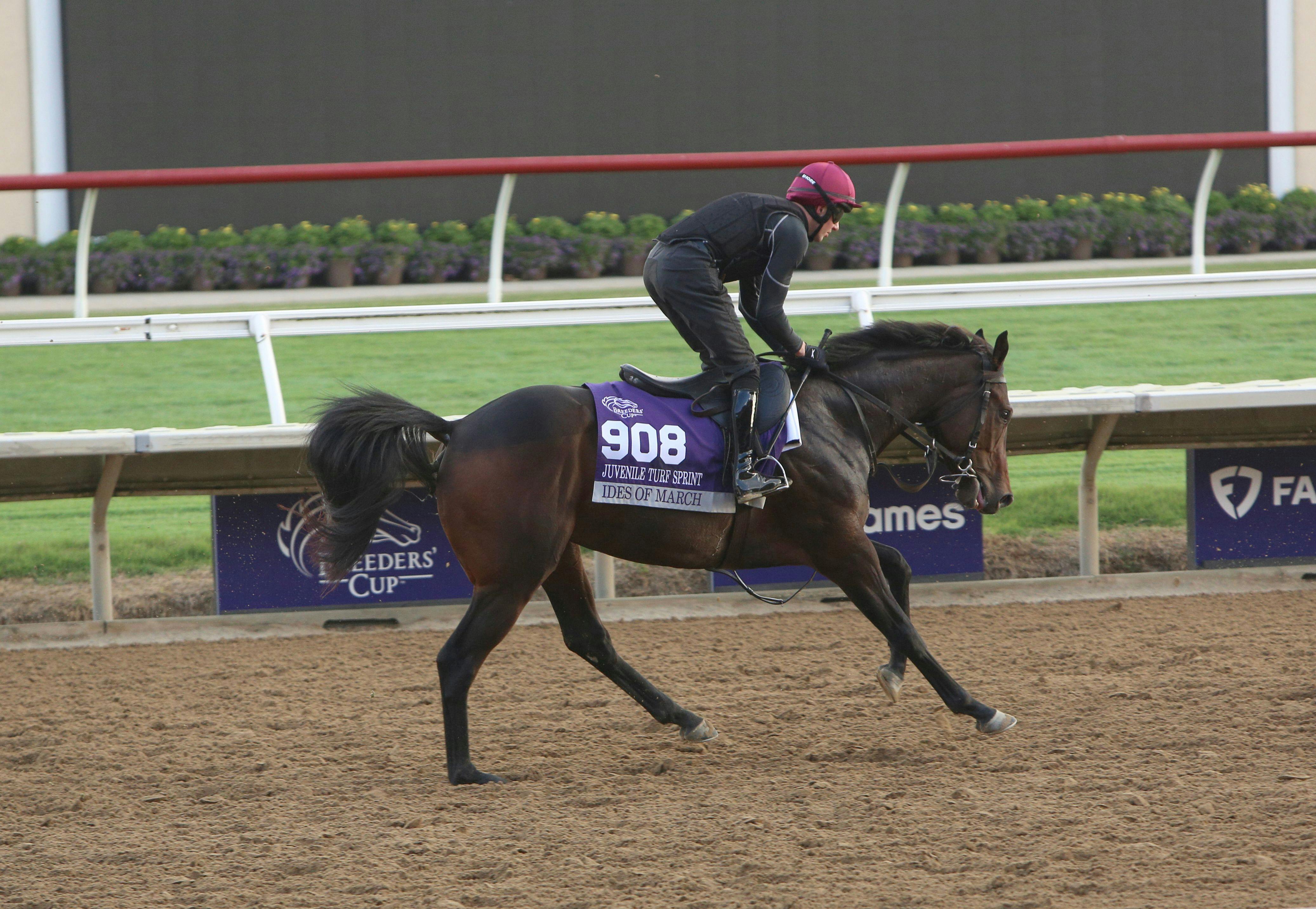 Ides of March working out prior to the Breeders' Cup.