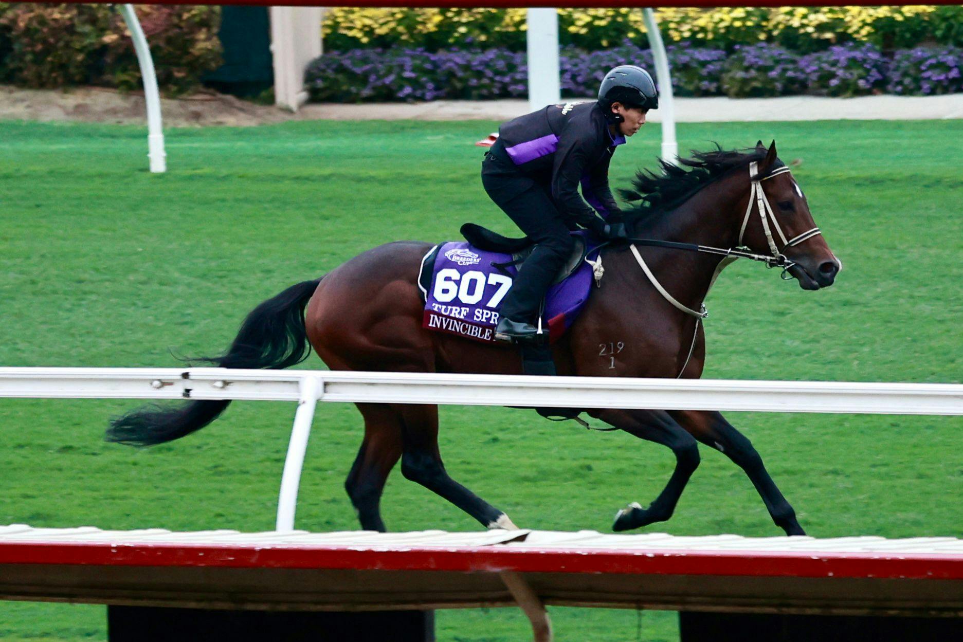 Invincible Papa trains for the 2025 Breeders' Cup Turf Sprint (G1)
