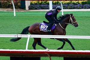 Invincible Papa trains for the 2025 Breeders' Cup Turf Sprint (G1)