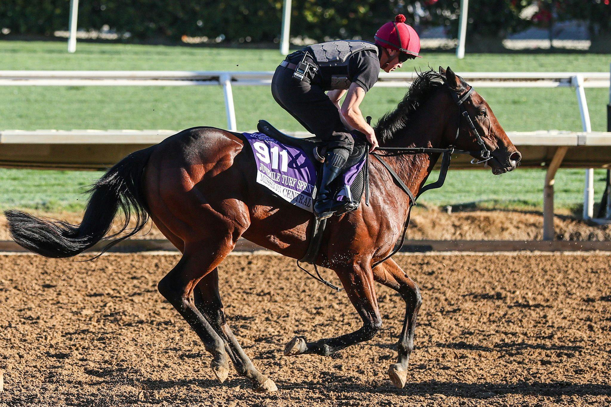 Mission Central trains for the Breeders' Cup (Photo by Horsephotos.com)