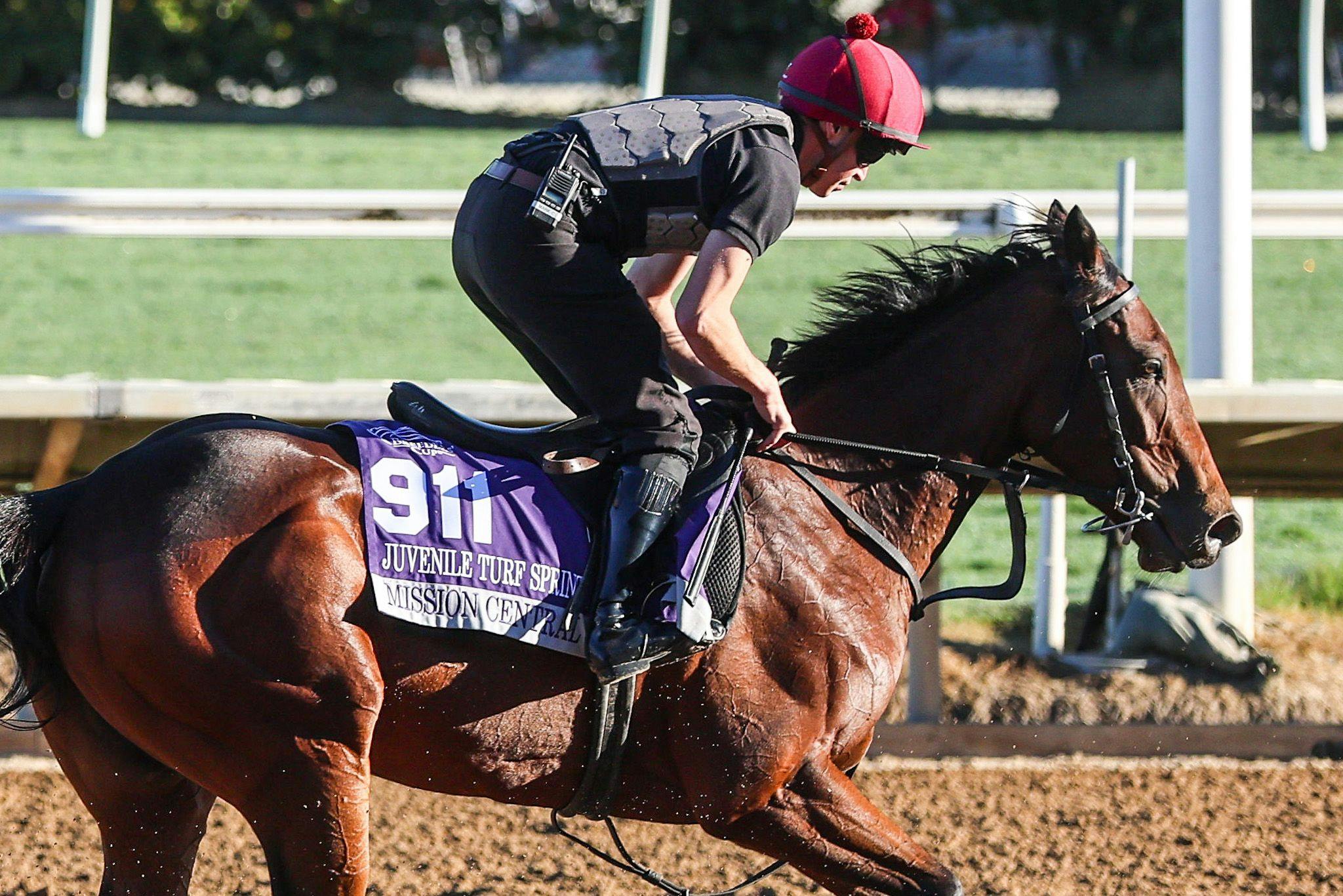 Mission Central trains for the Breeders' Cup (Photo by Horsephotos.com)