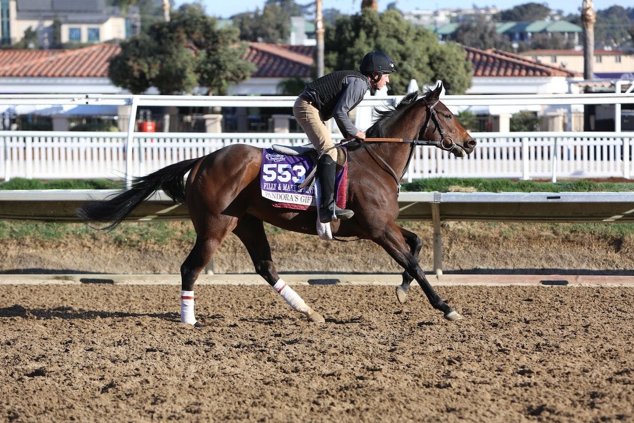 Pandora's Gift completes a work out prior to the Breeders' Cup.