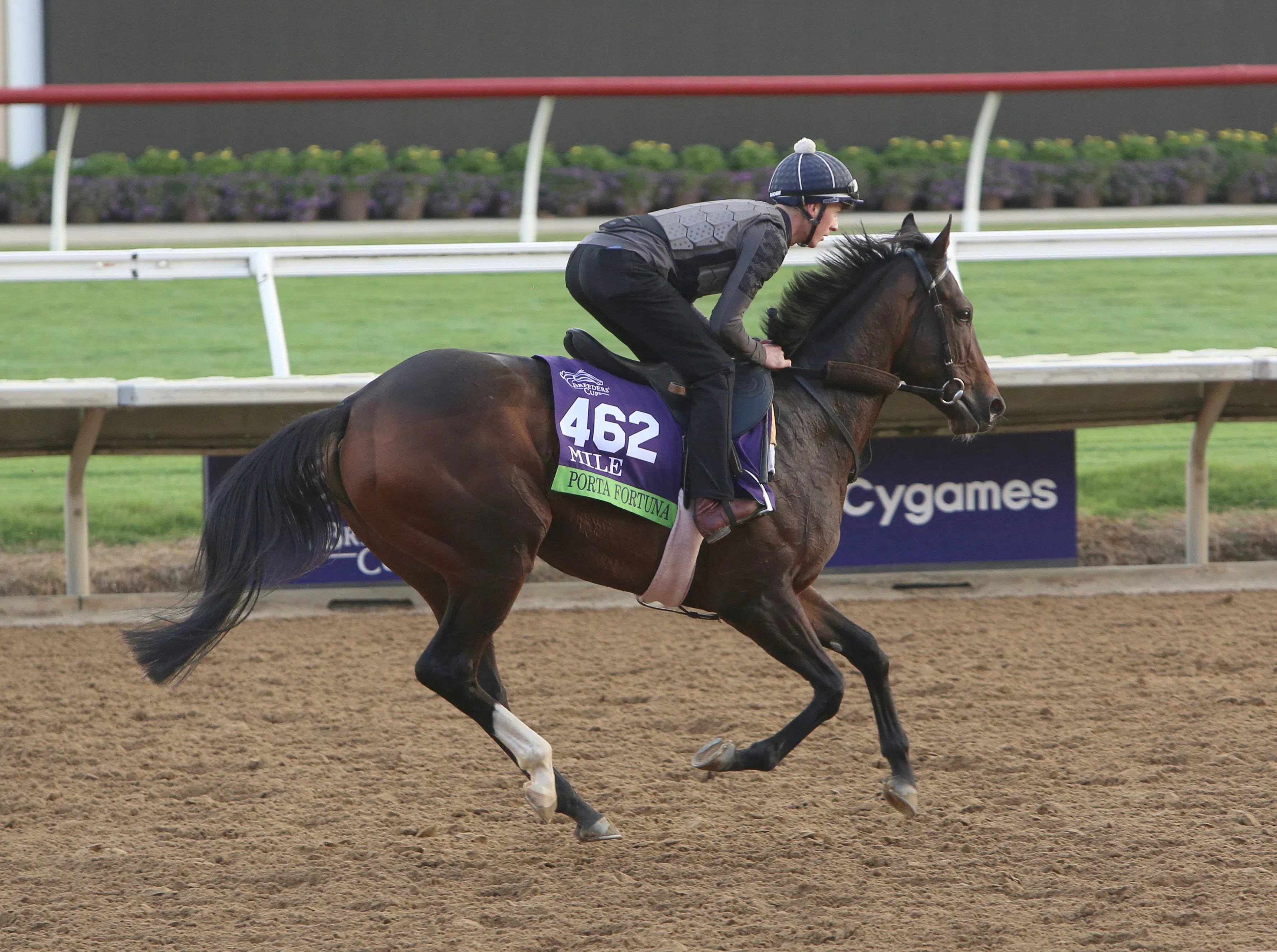 Horse Profile: Porta Fortuna | TwinSpires