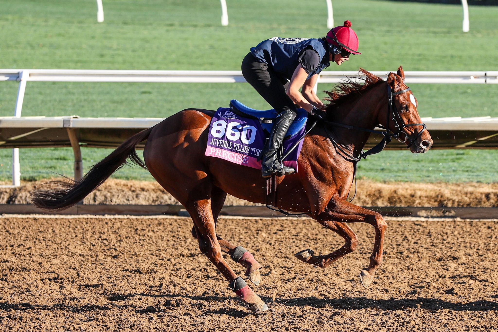 Precise trains for the Breeders' Cup at Del Mar 2025 (Photo by Horsephotos.com)