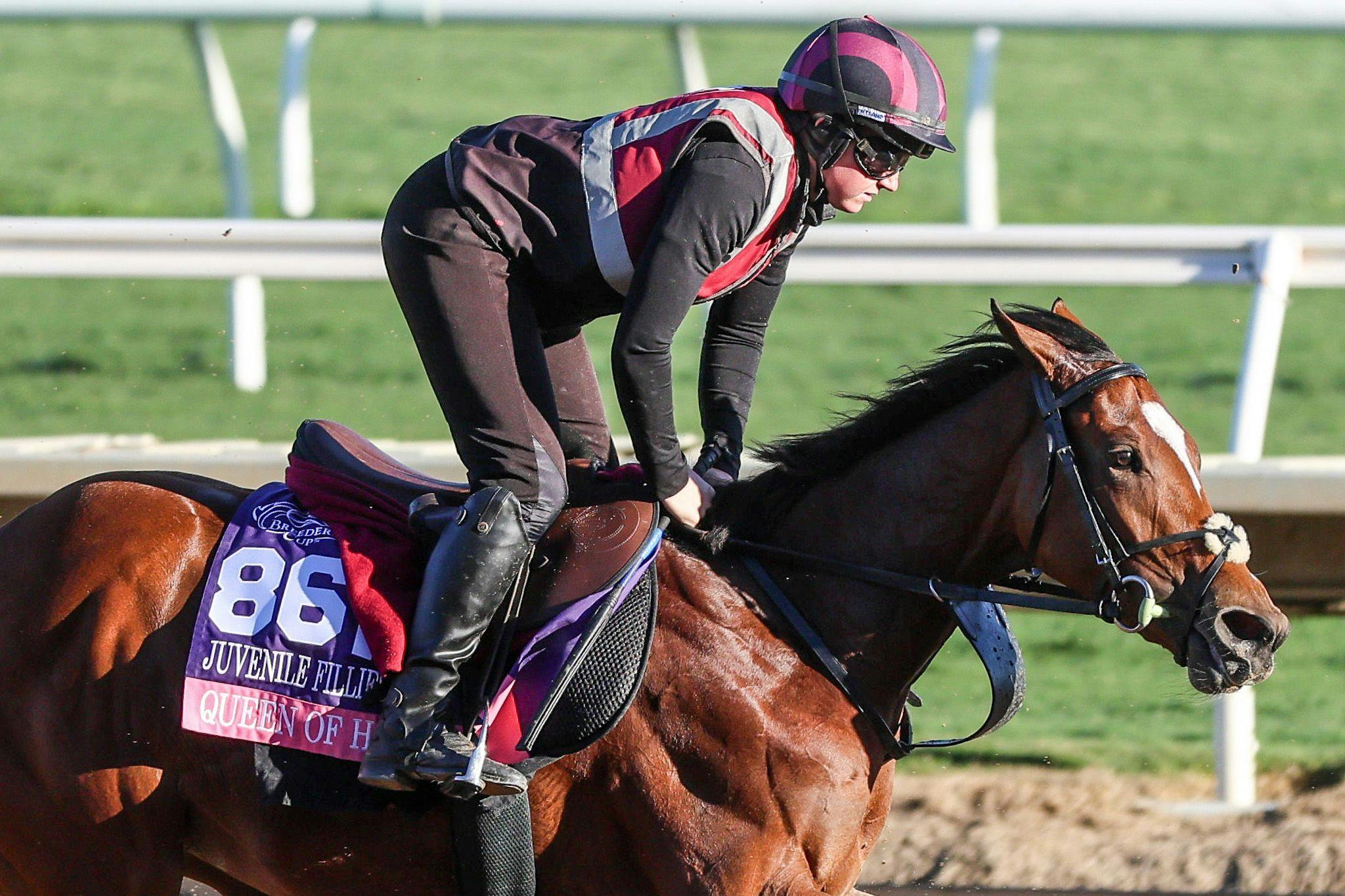 Queen of Hawaii trains for the 2025 Breeders' Cup at Del Mar (Photo by Horsephotos.com)