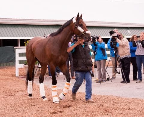 Nyquist walks shedrow, returns to track Wednesday at Pimlico | TwinSpires