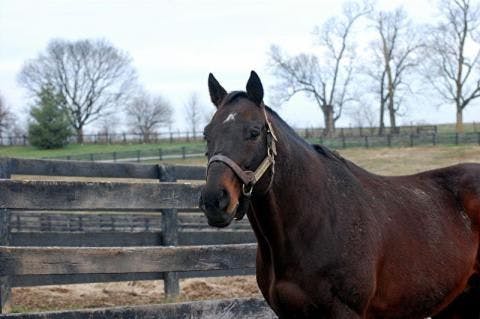 Old Friends announces arrival of Belmont winner Touch Gold | TwinSpires