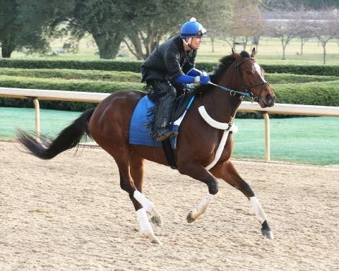 Thoroughbred, Harness, Standarbred, Quarter Horse Racing