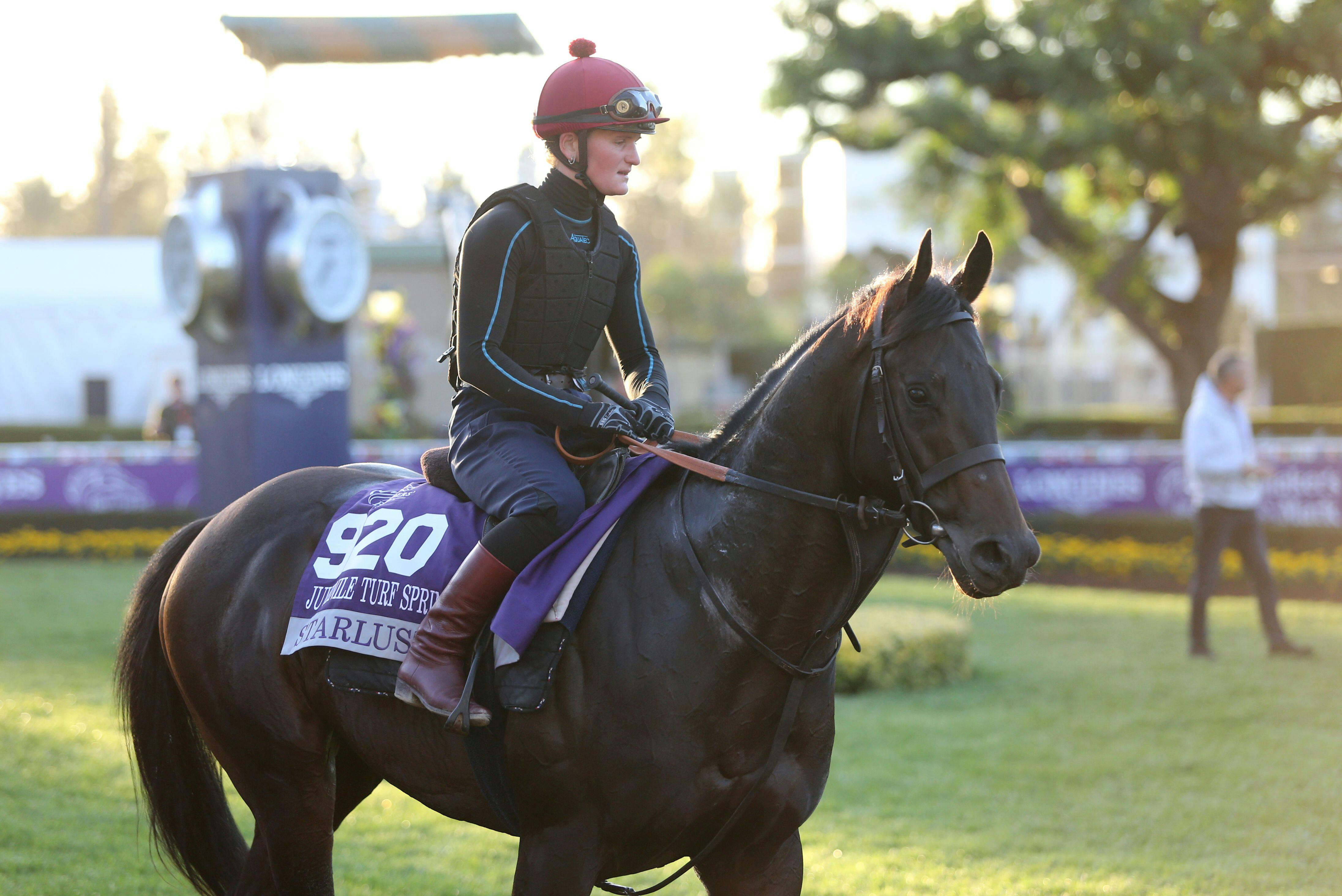 Starlust works out prior to the Breeders' Cup at Del Mar.